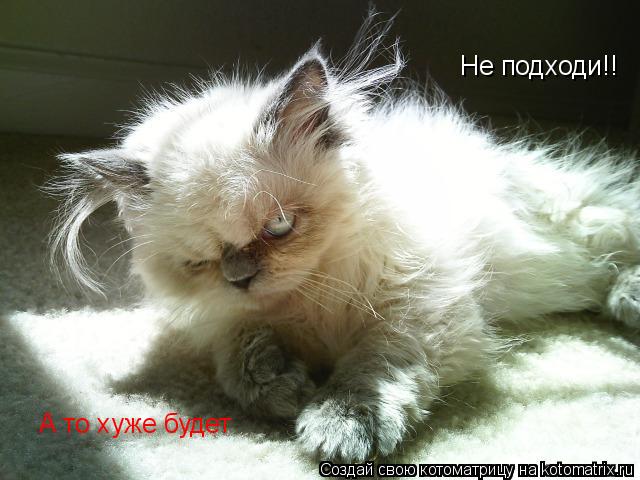 Котоматрица: Не подходи!! А то хуже будет