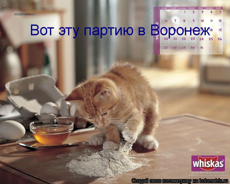 Котоматрица: Вот эту партию в Воронеж