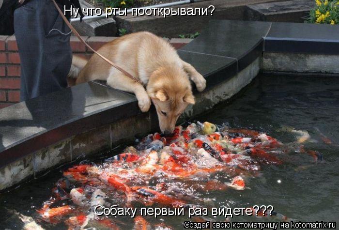 Котоматрица: Ну что рты пооткрывали?  Собаку первый раз видете???