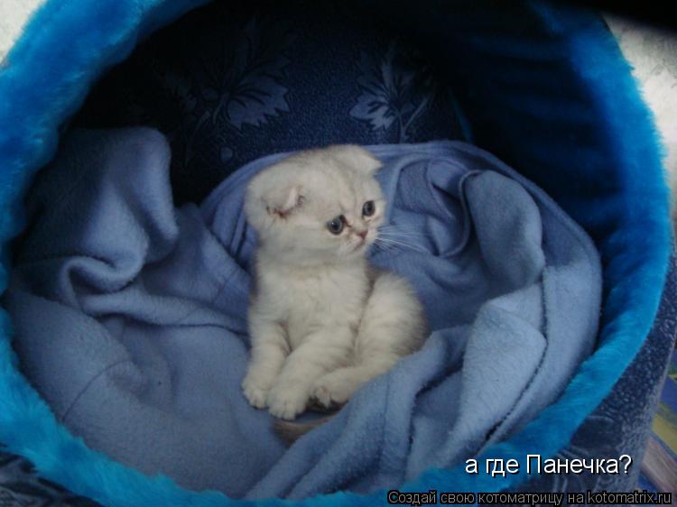 Котоматрица: а где Панечка?