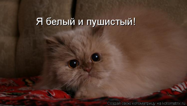 Котоматрица: Я белый и пушистый!