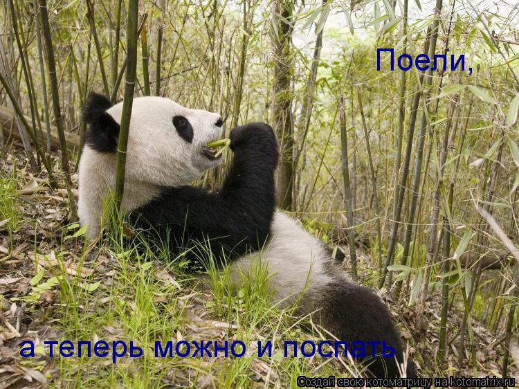 Котоматрица: Поели, а теперь можно и поспать