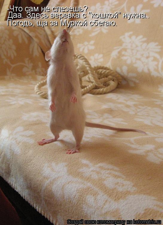 Котоматрица: -Что сам не слезешь? Даа. Здесь веревка с "кошкой" нужна.. Погодь, ща за Муркой сбегаю.