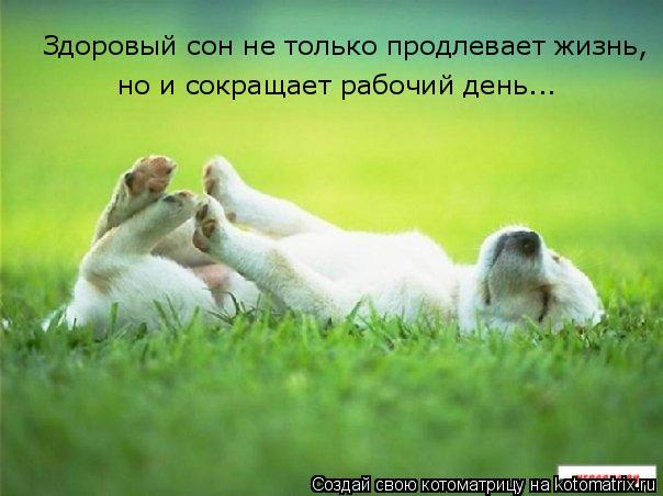 Здоровый сон не только продлевает жизнь, но и сокращает рабочий день...... Котоматрица: Здоровый сон не только продлевает жизнь, но и сокращает рабочий день...