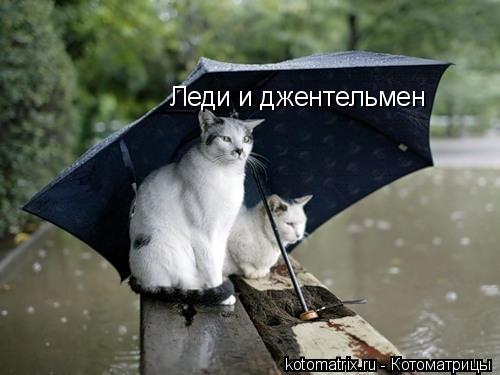 Леди и джентельмен... Котоматрица: Леди и джентельмен