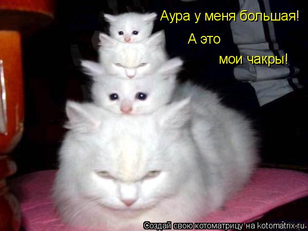 Аура у меня большая! А это мои чакры!... Котоматрица: Аура у меня большая! А это мои чакры!