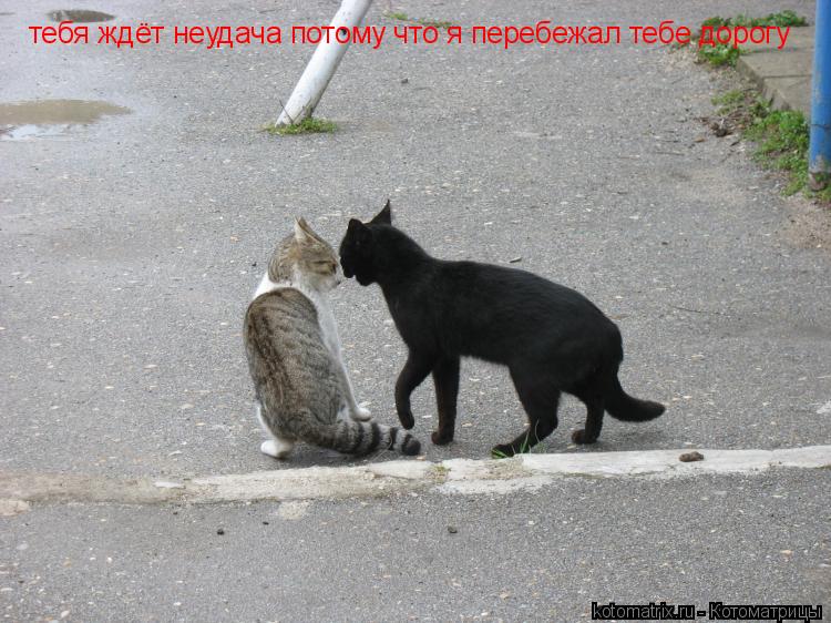 тебя ждёт неудача потому что я перебежал тебе дорогу... Котоматрица: тебя ждёт неудача потому что я перебежал тебе дорогу