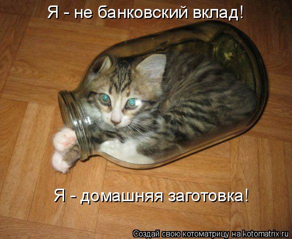 Я - не банковский вклад! Я - домашняя заготовка!... Котоматрица: Я - не банковский вклад! Я - домашняя заготовка!