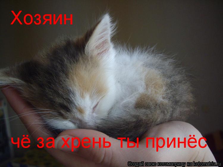 Хозяин чё за хрень ты принёс... Котоматрица: Хозяин чё за хрень ты принёс