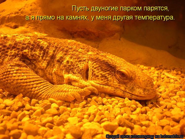Пусть двуногие парком парятся, а я прямо на камнях, у меня другая температура.... Котоматрица: Пусть двуногие парком парятся, а я прямо на камнях, у меня другая температура.