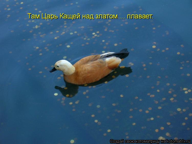 Там Царь Кащей над златом ... плавает.... Котоматрица: Там Царь Кащей над златом ... плавает.