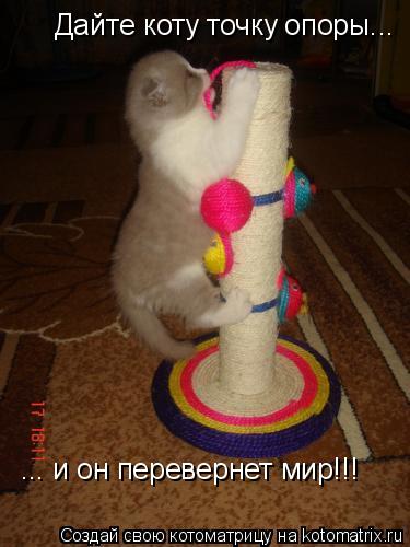 Дайте коту точку опоры... ... и он перевернет мир!!!... Котоматрица: Дайте коту точку опоры... ... и он перевернет мир!!!