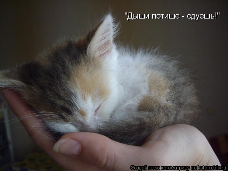 "Дыши потише - сдуешь!"... Котоматрица: "Дыши потише - сдуешь!"