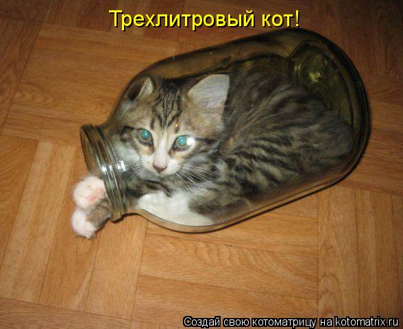 Трехлитровый кот!... Котоматрица: Трехлитровый кот!
