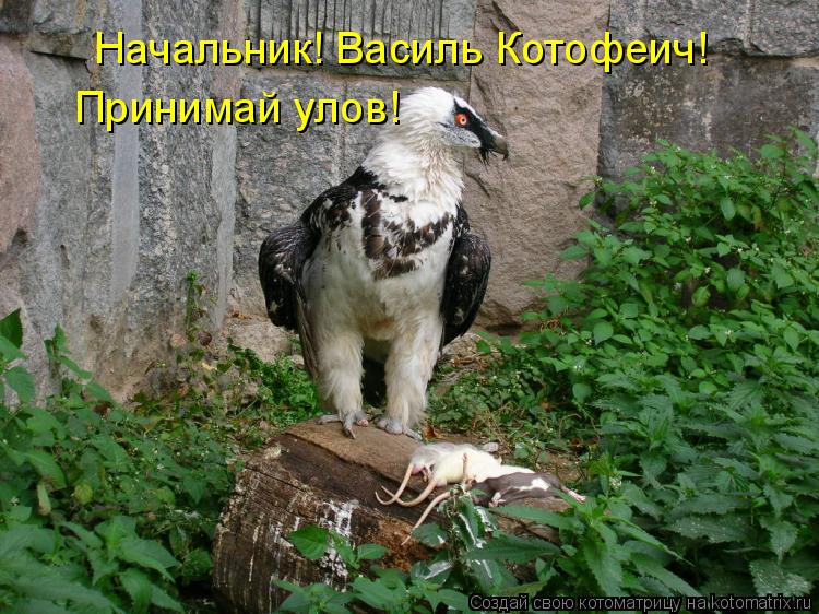 Начальник! Василь Котофеич! Принимай улов!... Котоматрица: Начальник! Василь Котофеич! Принимай улов!