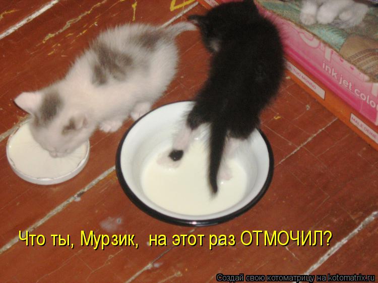 Котоматрица: Что ты, Мурзик,  на этот раз ОТМОЧИЛ?