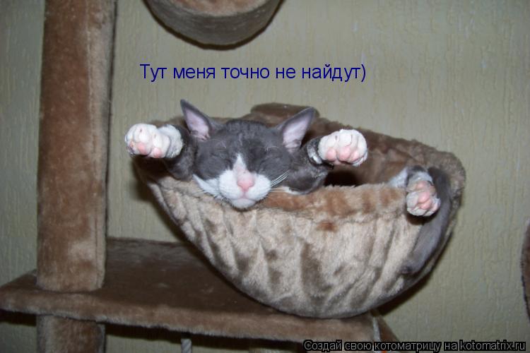 Котоматрица: Тут меня точно не найдут)
