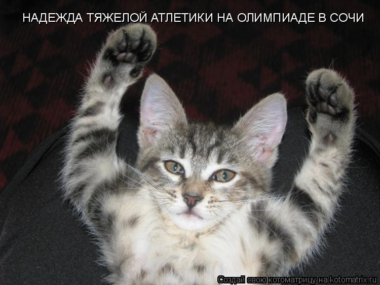 Котоматрица: НАДЕЖДА ТЯЖЕЛОЙ АТЛЕТИКИ НА ОЛИМПИАДЕ В СОЧИ