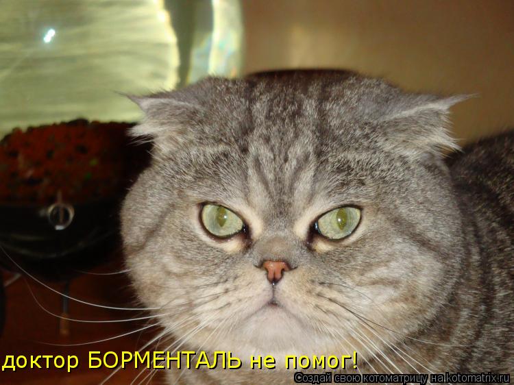 Котоматрица: доктор БОРМЕНТАЛЬ не помог!