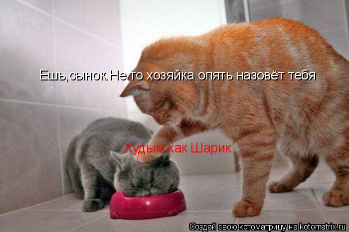 Котоматрица: Ешь,сынок.Не то хозяйка опять назовёт тебя Худым как Шарик
