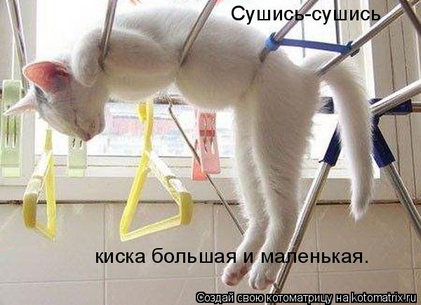 Котоматрица: Сушись-сушись киска большая и маленькая.