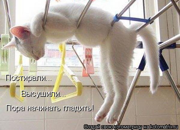 Котоматрица: Постирали... Высушили... Пора начинать гладить!