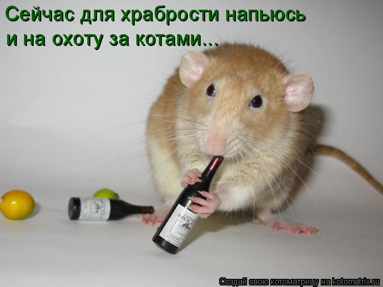 Котоматрица: Сейчас для храбрости напьюсь и на охоту за котами...