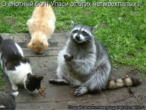 Котоматрица: О енотный бог!! Упаси от этих четырехлапых !!