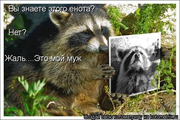 Котоматрица: Вы знаете этого енота? Нет? Жаль....Это мой муж
