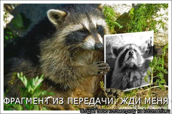Котоматрица: ФРАГМЕНТ ИЗ ПЕРЕДАЧИ: ЖДИ МЕНЯ
