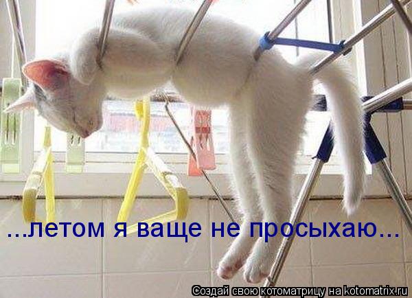 Котоматрица: ...летом я ваще не просыхаю...