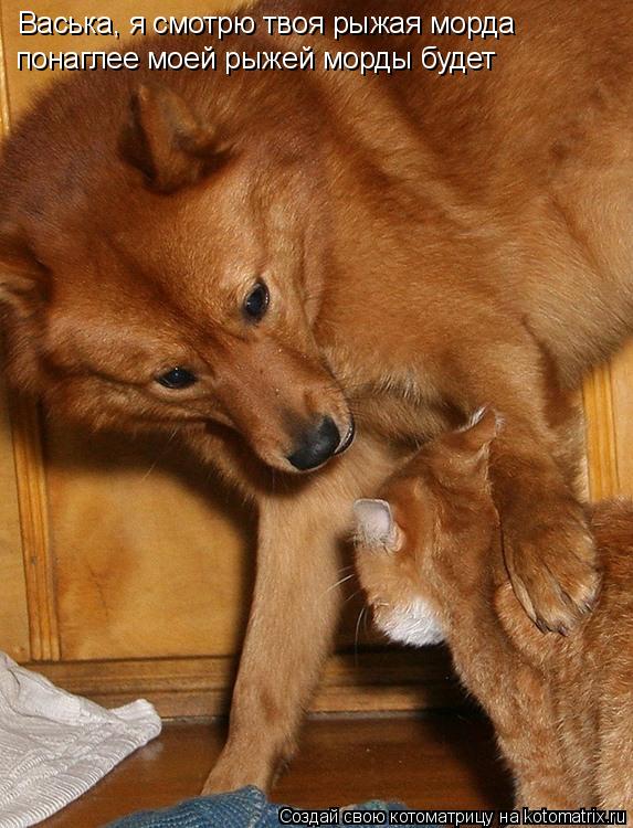 Котоматрица: Васька, я смотрю твоя рыжая морда  понаглее моей рыжей морды будет
