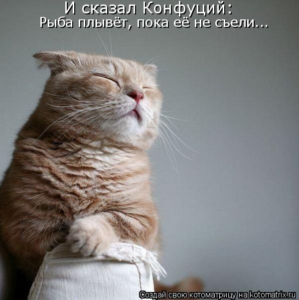 Котоматрица: И сказал Конфуций:  Рыба плывёт, пока её не съели...