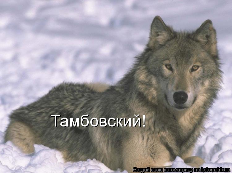 Котоматрица: Тамбовский!