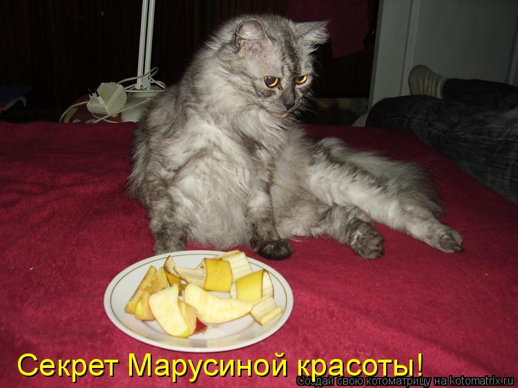 Котоматрица: Секрет Марусиной красоты!