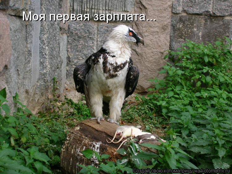 Котоматрица: Моя первая зарплата...