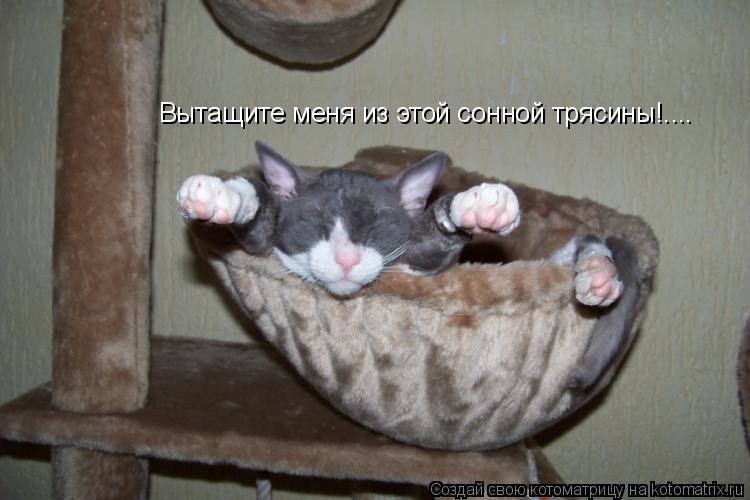 Котоматрица: Вытащите меня из этой сонной трясины!....