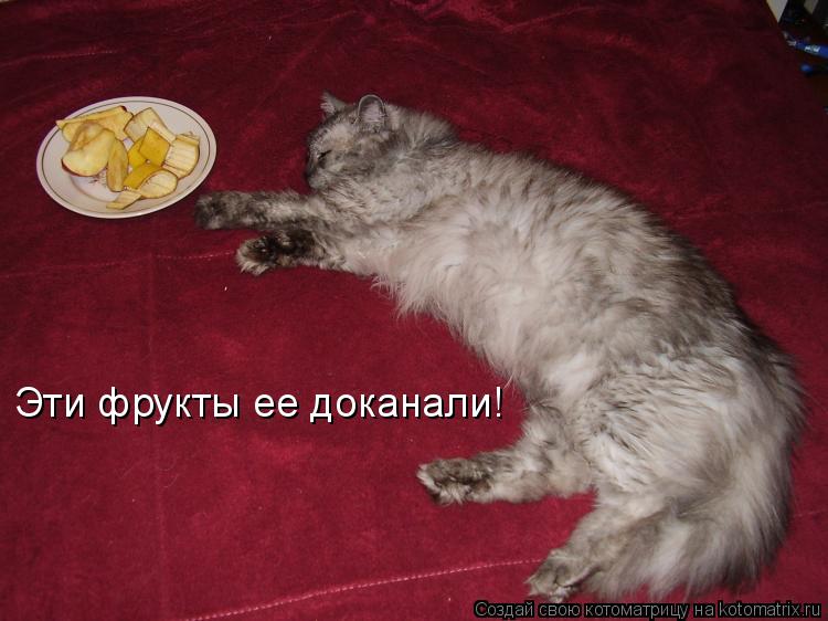Котоматрица: Эти фрукты ее доканали!