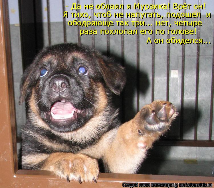 - Да не облаял я Мурзика! Врёт он! Я тихо, чтоб не напугать, подошел и ободряюще так три... нет, чет... Котоматрица: - Да не облаял я Мурзика! Врёт он! Я тихо, чтоб не напугать, подошел и ободряюще так три... нет, четыре раза похлопал его по голове! А он обидел