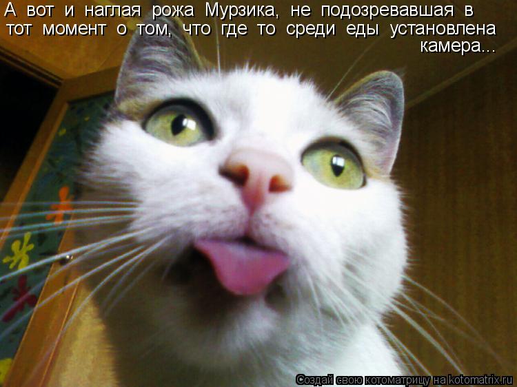 Котоматрица: А  вот  и  наглая  рожа  Мурзика,  не  подозревавшая  в   тот  момент  о  том,  что  где  то  среди  еды  установлена камера...
