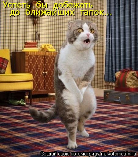 Котоматрица: Успеть  бы  добежать   до  ближайших  тапок...
