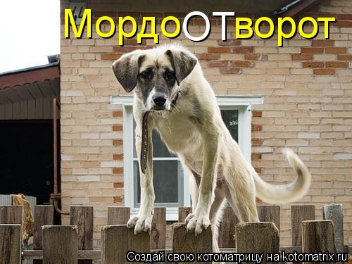Котоматрица: Мордо ОТ ворот