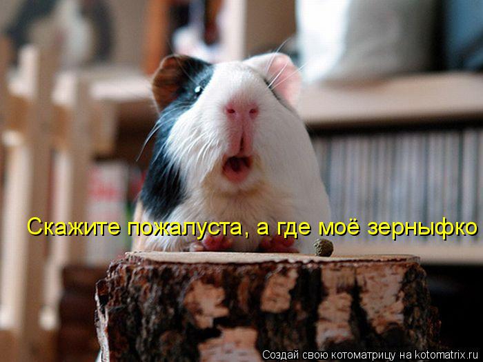 Котоматрица: Скажите пожалуста, а где моё зерныфко