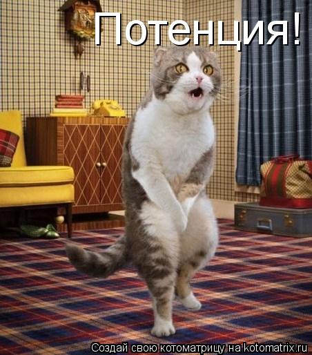 Котоматрица: Потенция!