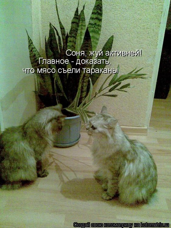 Котоматрица: Соня, жуй активней! Главное - доказать,  что мясо съели тараканы