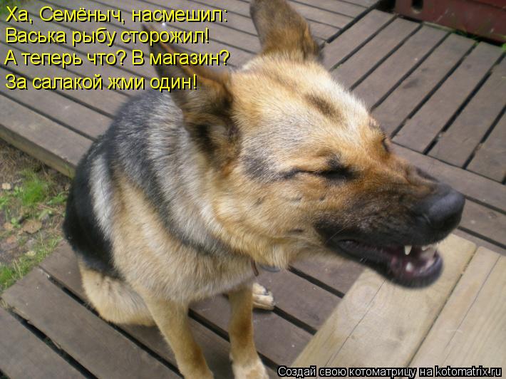 Котоматрица: Ха, Семёныч, насмешил: Васька рыбу сторожил! А теперь что? В магазин? За салакой жми один!