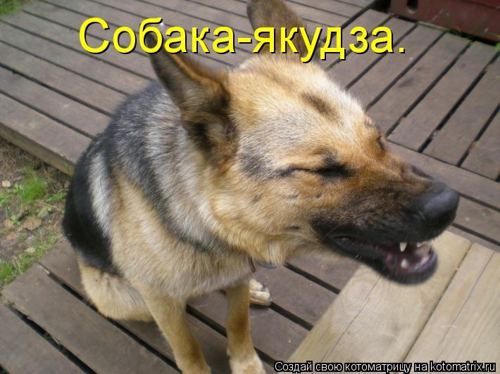 Котоматрица: Собака-якудза.