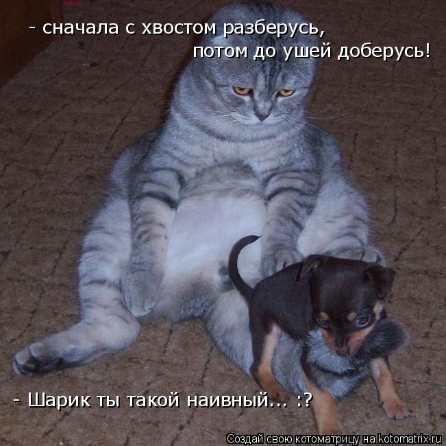 Котоматрица: - сначала с хвостом разберусь, потом до ушей доберусь! - Шарик ты такой наивный... :?