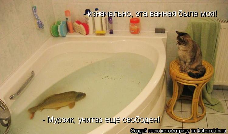 Котоматрица: - изначально, эта ванная была моя! - Мурзик, унитаз ещё свободен!