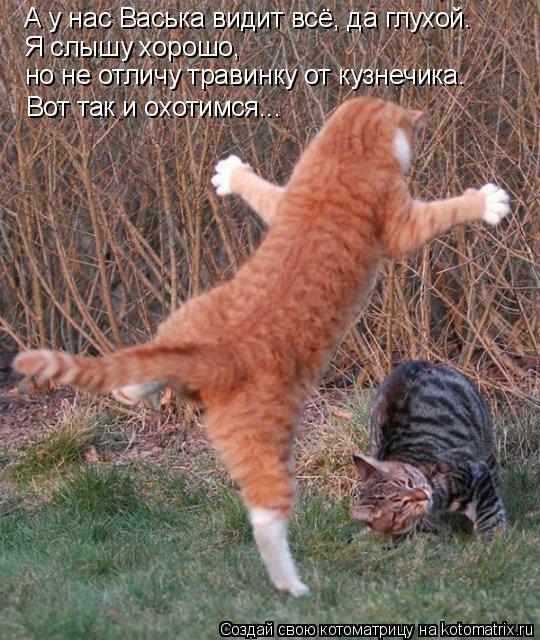 Котоматрица: А у нас Васька видит всё, да глухой. Я слышу хорошо, но не отличу травинку от кузнечика. Вот так и охотимся...